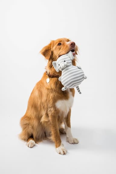 Premium pet grooming shampoo