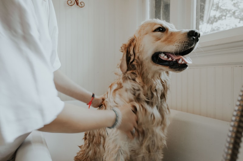 Dog with grooming essentials