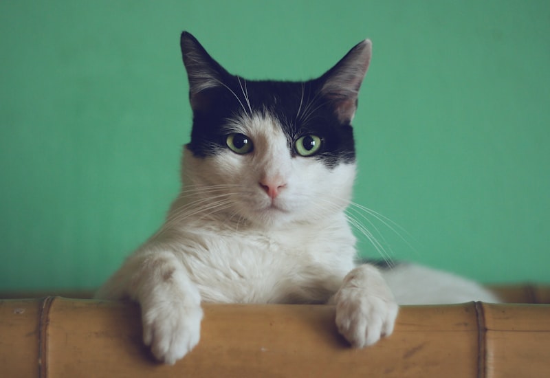 Premium cat food