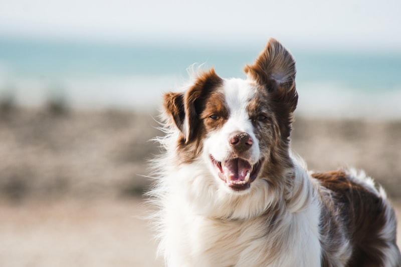 Pet food and accessories